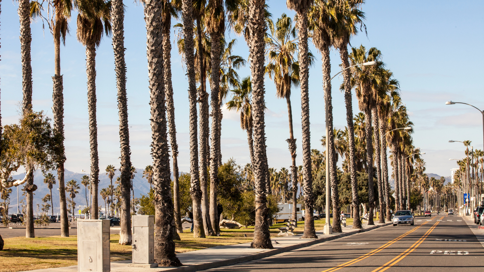 Clairemont-California-palm-trees-road