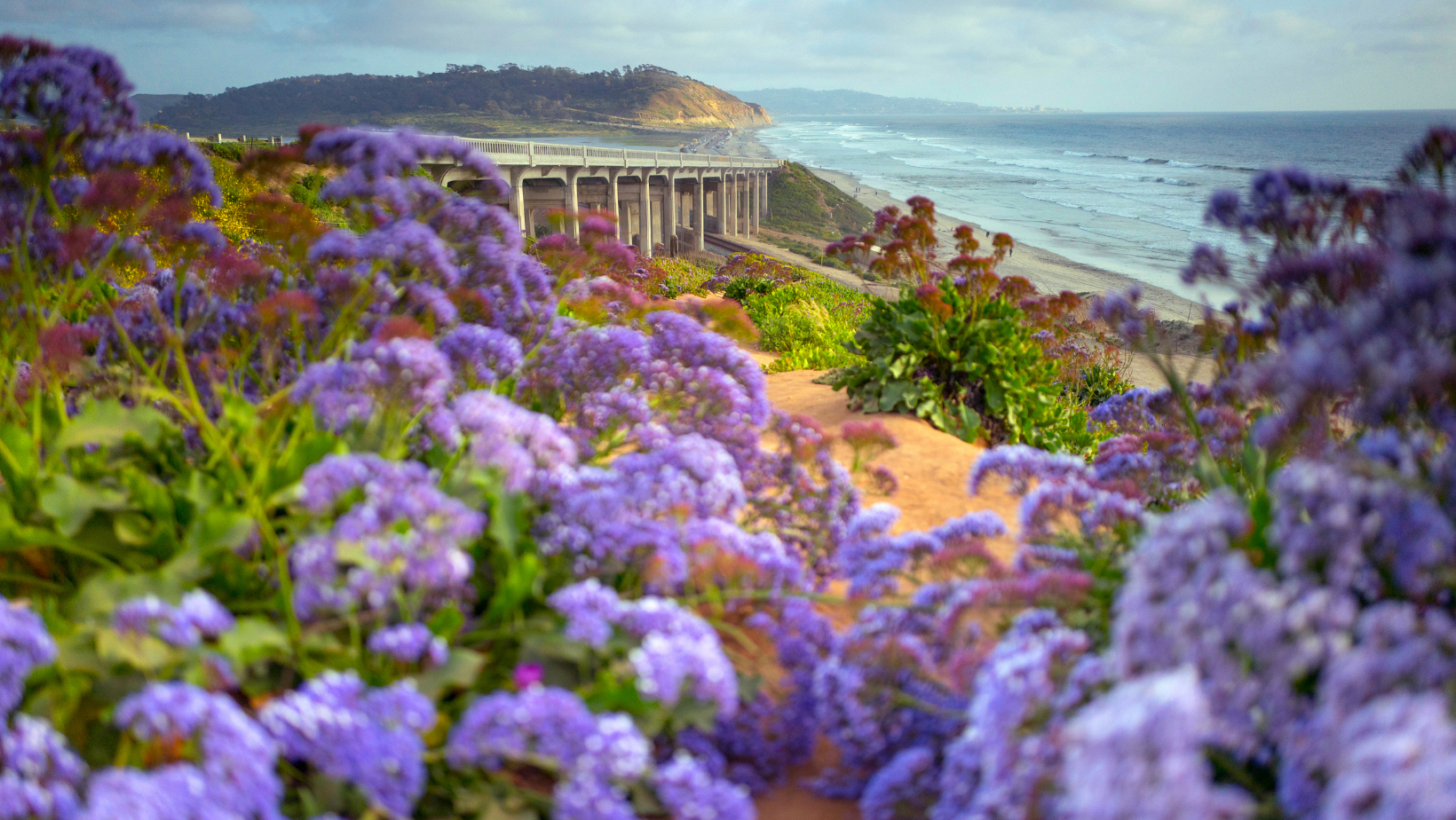 del mar wildflowers california bridge