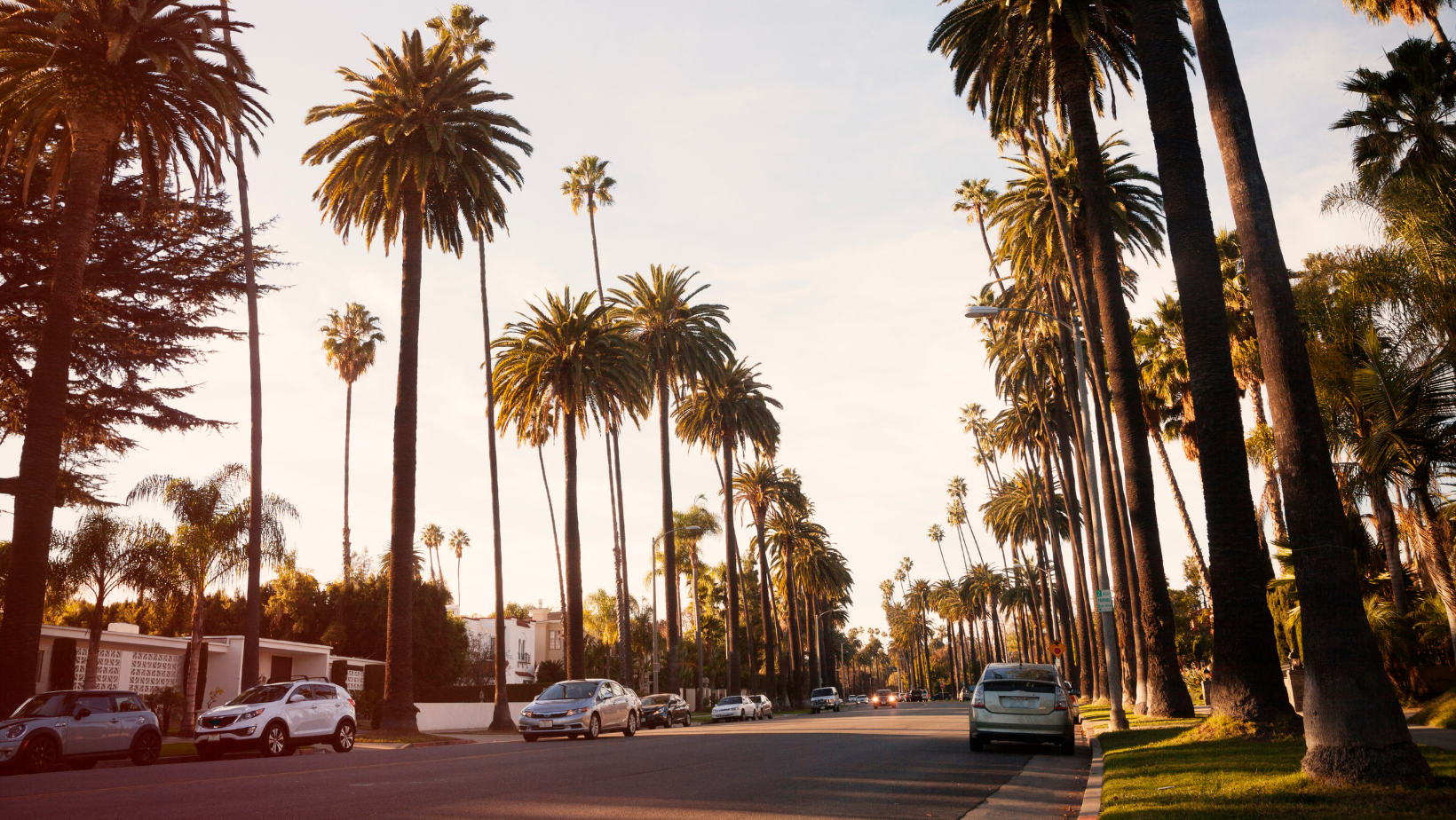 beverly hills street lined with palm trees