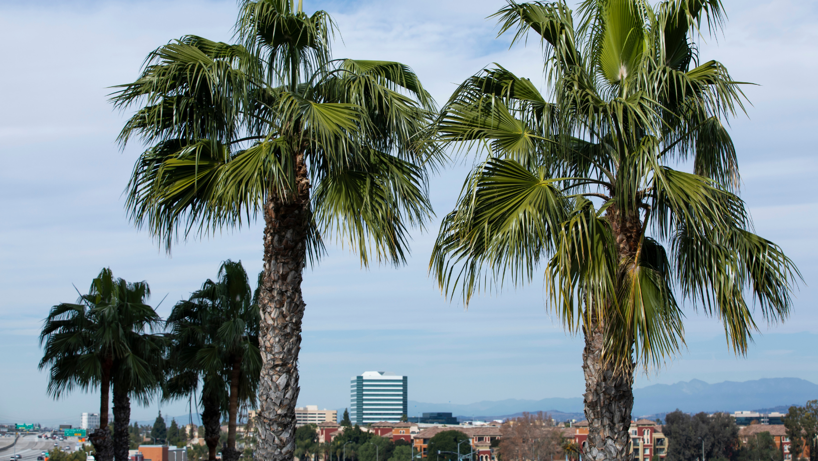 orange california palm trees and city in the background